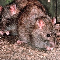 Norway Rat